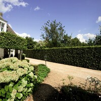 Quick hedge QuickHedge Carpinus Betulus 100x200 cm.