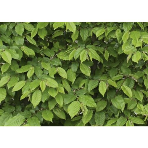 Quick hedge QuickHedge Carpinus Betulus 100x150 cm.