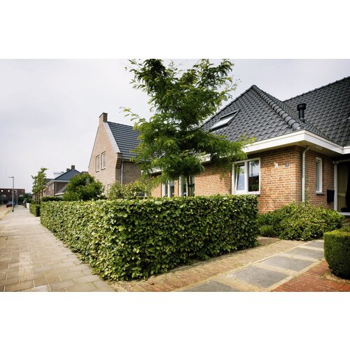 Quick hedge QuickHedge Carpinus Betulus 100x150 cm.