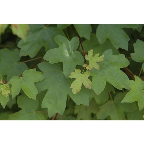 Quick hedge QuickHedge Acer campestre 100x200 cm.