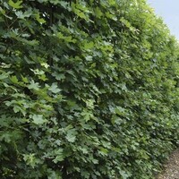 Quick hedge QuickHedge Acer campestre 100x200 cm.