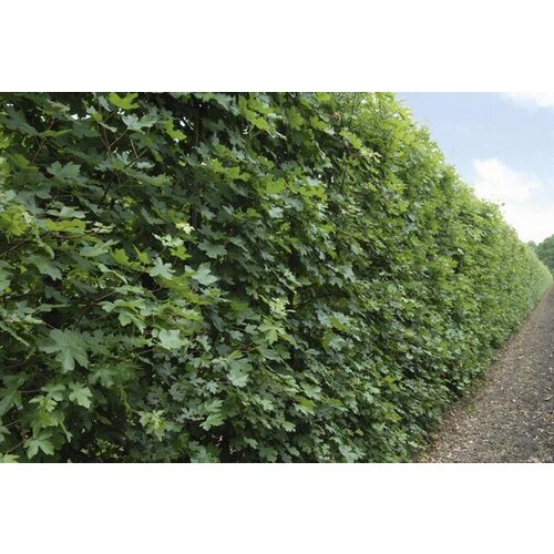 Quick hedge QuickHedge Acer campestre 100x200 cm.