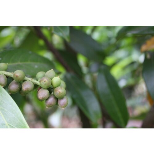 Quick hedge Portugese Laurier kopen? Kant en klaar haag 100x200 cm