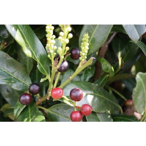 Quick hedge Portugese Laurier kopen? Kant en klaar haag 100x200 cm