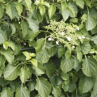 Quick hedge QuickHedge Hydrangea anomala petiolaris - Klimhortensia (100x180 cm. bxh)