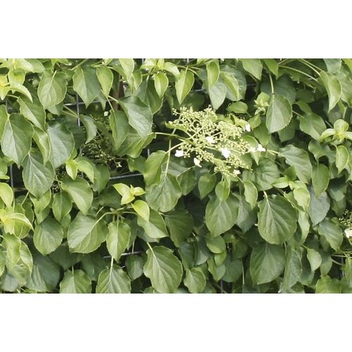 Quick hedge QuickHedge Hydrangea anomala petiolaris - Klimhortensia (100x180 cm. bxh)