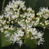 Quick hedge QuickHedge Hydrangea anomala petiolaris - Klimhortensia (100x180 cm. bxh)