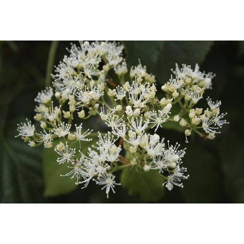 Quick hedge QuickHedge Hydrangea anomala petiolaris - Klimhortensia (100x180 cm. bxh)