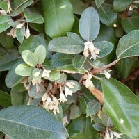 Quick hedge QuickHedge Olijfwilg haag (Elaeagnus ebbingei) | Bestel hier