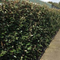 Quick hedge QuickHedge Olijfwilg haag (Elaeagnus ebbingei) | Bestel hier