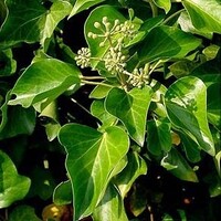 Quick hedge Quick hedge Hedera Hibernica 180 cm. hoog