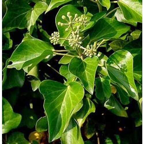 Quick hedge Quick hedge Hedera Hibernica 180 cm. hoog