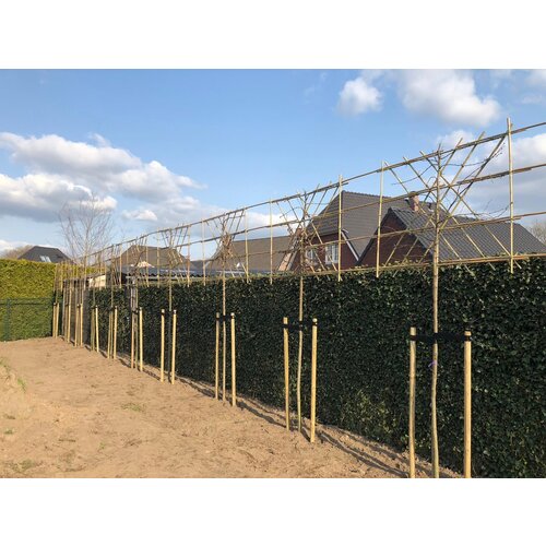 Quick hedge Quick hedge Hedera Hibernica 180 cm. hoog