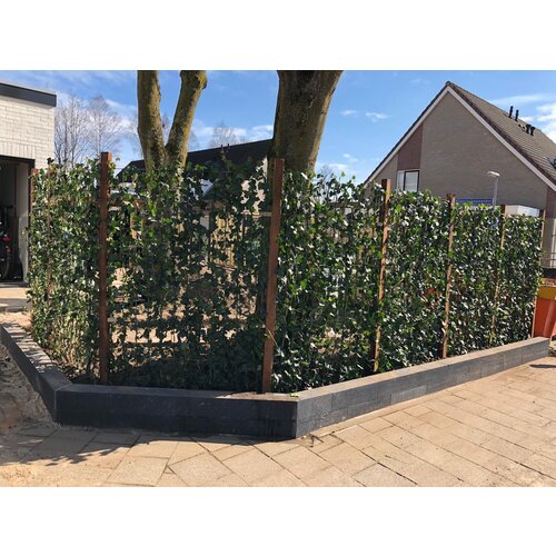 Quick hedge Quick hedge Hedera Hibernica 180 cm. hoog
