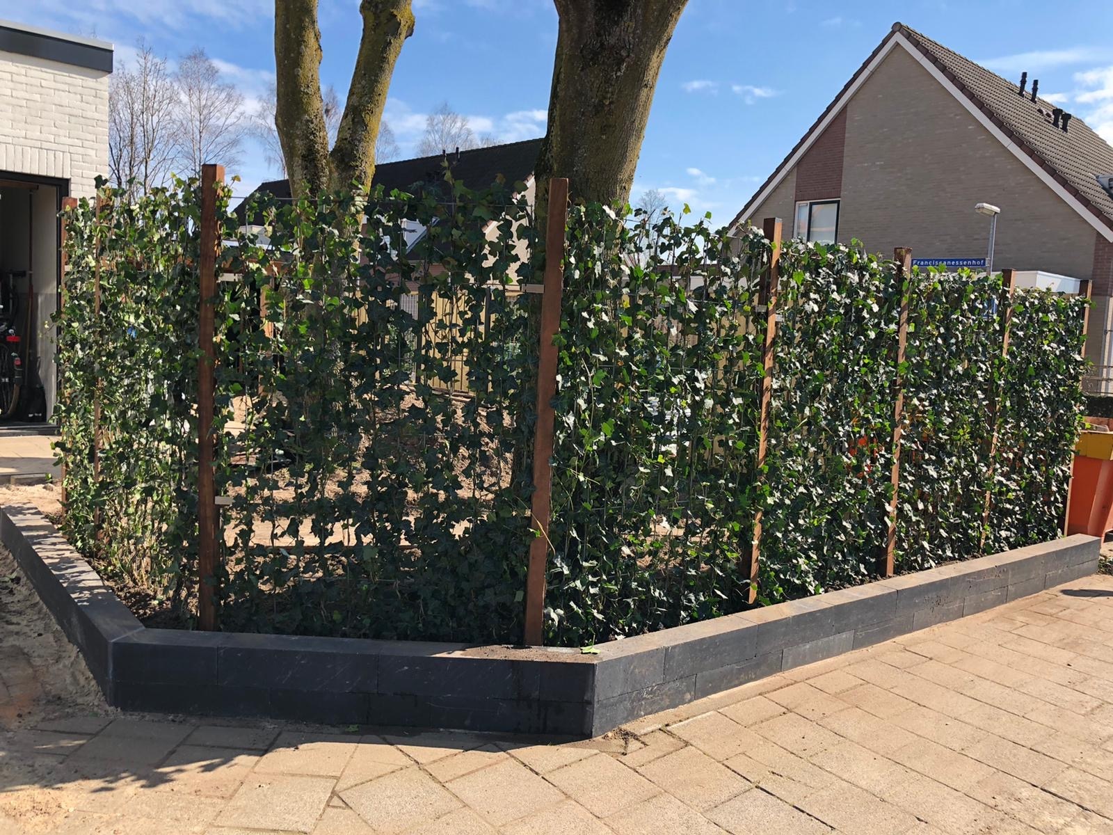 QuickHedge Hedera Hibernica (100x180 cm. bxh) kopen? (TIP) -  Kantenklaarhagen.nl
