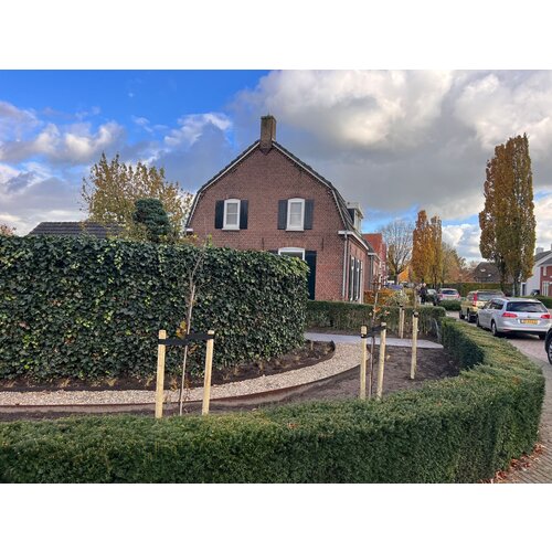 Quick hedge Quick hedge Hedera Hibernica 180 cm. hoog