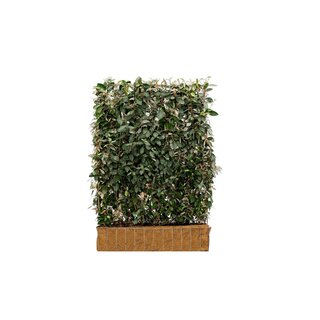 Mobilane Kant en klaar haag Elaeagnus Ebbingei (Olijfwilg) 120x155 cm bxh