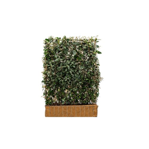 Mobilane Kant en klaar haag Elaeagnus Ebbingei (Olijfwilg) 120x155cm