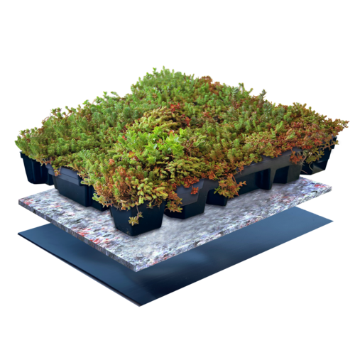 Sempergreen Sempergreen sedumcassette 37,3 x 57,3 cm | Bestel online