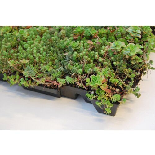 Sempergreen Sempergreen sedumcassette 37,3 x 57,3 cm | Bestel online
