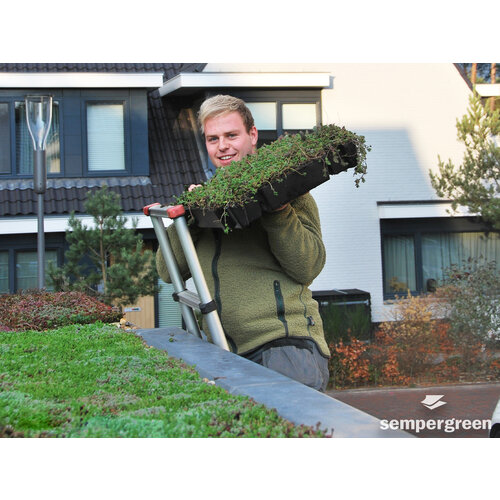 Sempergreen Sempergreen sedumcassette 37,3 x 57,3 cm | Bestel online