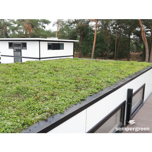 Sempergreen Sempergreen sedumcassette 37,3 x 57,3 cm | Bestel online
