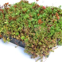 Sempergreen Sedumtray Cassette Click 'n Go (45x49,5 cm)