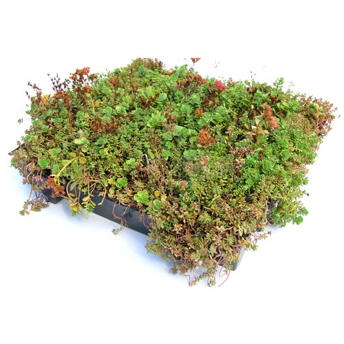 Sempergreen Sedumtray Cassette Click 'n Go (45x49,5 cm)