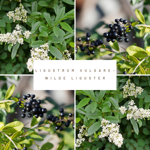 Mobilane Kant en klaarhaag ECO