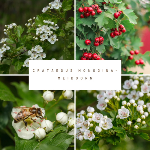 Mobilane Kant en klaarhaag ECO