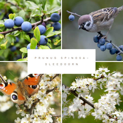 Mobilane Kant en klaarhaag ECO