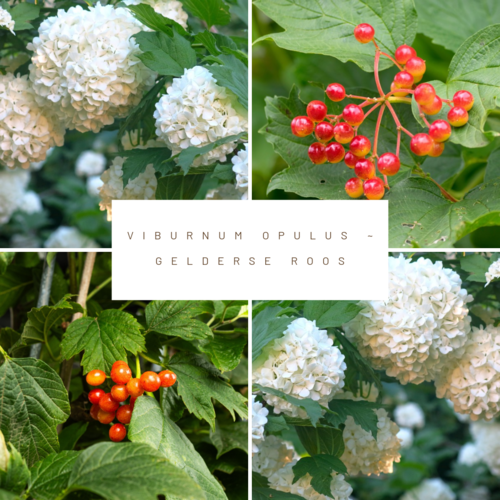 Mobilane Kant en klaarhaag ECO