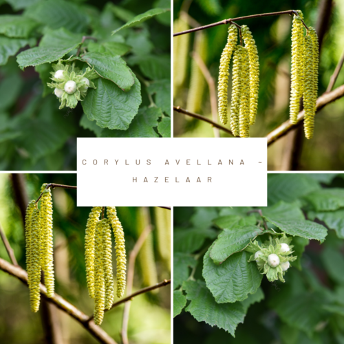 Mobilane Kant en klaarhaag ECO