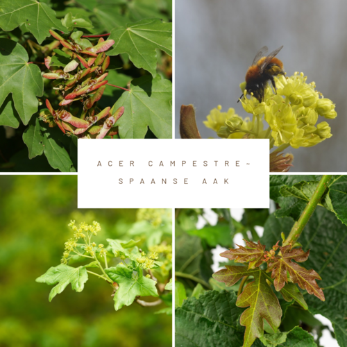 Mobilane Kant en klaarhaag ECO