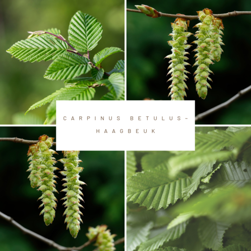 Mobilane Kant en klaarhaag ECO