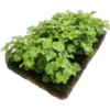 Alchemilla mollis matten