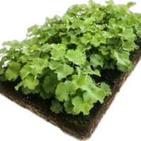 Covergreen Alchemilla mollis matten