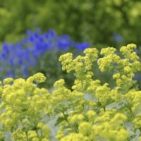 Covergreen Alchemilla mollis matten