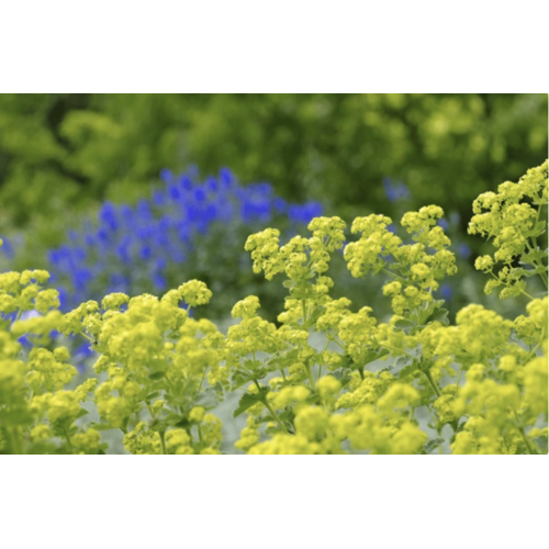 Covergreen Alchemilla mollis matten