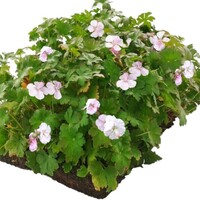 Covergreen Geranium Biokovo matten