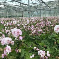 Covergreen Geranium Biokovo matten