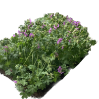 Covergreen Geranium Cantabrigiense 'Cambridge' matten