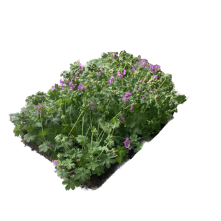 Covergreen Bodembedekker Geranium Cantabrigiense 'Cambridge'  57x38 cm
