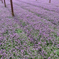Covergreen Geranium Cantabrigiense 'Cambridge' matten
