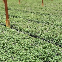 Covergreen Geranium Cantabrigiense 'Cambridge' matten