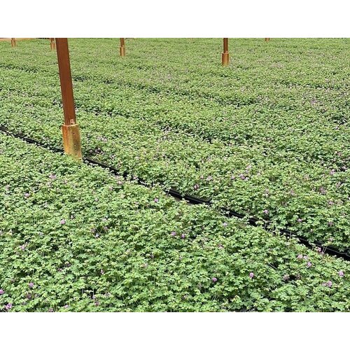 Covergreen Geranium Cantabrigiense 'Cambridge' matten