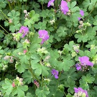 Covergreen Geranium Cantabrigiense 'Cambridge' matten