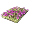 Delosperma cooperi matten
