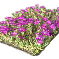 Covergreen Delosperma cooperi matten