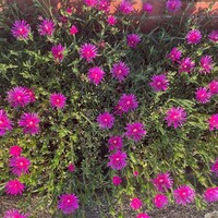 Covergreen Delosperma cooperi matten